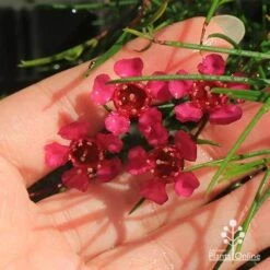 Chamelaucium Free Spirit - Waxflower -Green Plant Corner apo free spirit deep pink