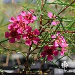 Chamelaucium Free Spirit - Waxflower -Green Plant Corner apo free spirit magenta