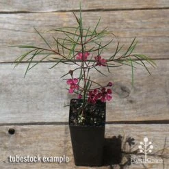 Chamelaucium Free Spirit - Waxflower -Green Plant Corner apo free spirit waxflower tubestock