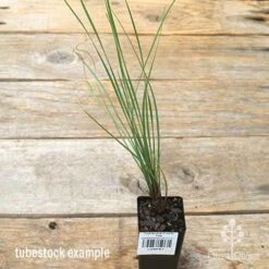 Lomandra Frosty Top -Green Plant Corner apo frosty top tubestock 1