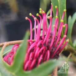 Grevillea Gaudichaudii -Green Plant Corner apo gaudichaudi grevillea closeup