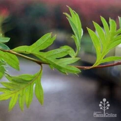 Grevillea Gaudichaudii -Green Plant Corner apo gaudichaudi grevillea foliage