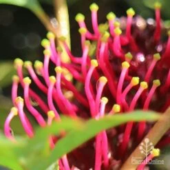 Grevillea Gaudichaudii -Green Plant Corner apo gaudichaudi stamens