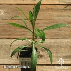 Gaura White 24 Gaura White -Green Plant Corner apo gaura white tubestock top 1