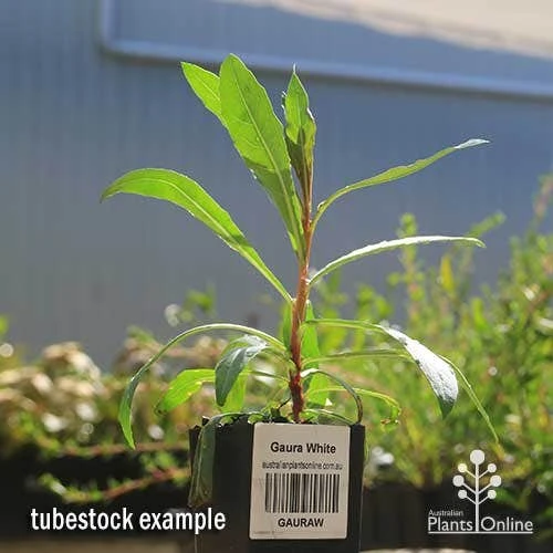 Gaura White 6 Gaura White - Image 4