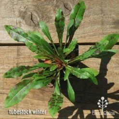 Gaura White 27 Gaura White -Green Plant Corner apo gaura winter colour