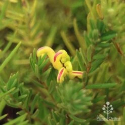 Grevillea Gold Rush -Green Plant Corner apo gold rush flower and foliage