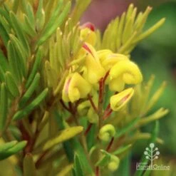 Grevillea Gold Rush -Green Plant Corner apo gold rush grevillea flower