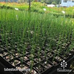 Xanthorrhoea - Grass Tree -Green Plant Corner apo grass tree johnsoni