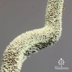 Xanthorrhoea - Grass Tree -Green Plant Corner apo grass tree july