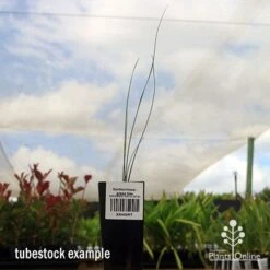 Xanthorrhoea - Grass Tree -Green Plant Corner apo grass tree tubestock 1