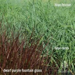 Pennisetum - Dwarf Purple Fountain Grass -Green Plant Corner apo grasses ptl
