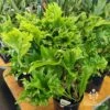 Microsorum Green Flame Fern -Green Plant Corner apo green flame fern