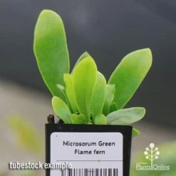 Microsorum Green Flame Fern 15 Microsorum Green Flame Fern -Green Plant Corner apo green flame fern tubestock2