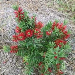 Callistemon Green John -Green Plant Corner apo green john above