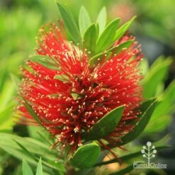 Callistemon Green John -Green Plant Corner apo green john callistemon flower 1