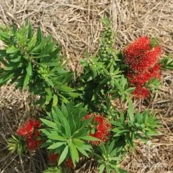 Callistemon Green John -Green Plant Corner apo green john flowering nursery