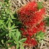 Callistemon Green John