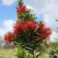 Callistemon Green John -Green Plant Corner apo green john large flower cluster