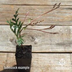 Grevillea Amazing Grace -Green Plant Corner apo grevillea amazing grace tubestock top