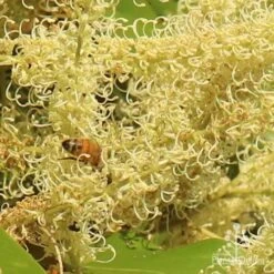 Grevillea Baileyana - Brown Silky Oak -Green Plant Corner apo grevillea baileyana close and bee