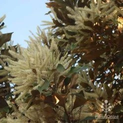 Grevillea Baileyana - Brown Silky Oak -Green Plant Corner apo grevillea baileyana glow