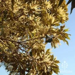 Grevillea Baileyana - Brown Silky Oak -Green Plant Corner apo grevillea baileyana underneath
