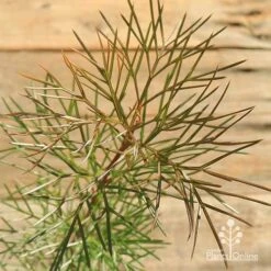 Grevillea Bon Accord -Green Plant Corner apo grevillea bon accord bronze foliage