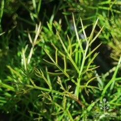 Grevillea Bon Accord -Green Plant Corner apo grevillea bon accord foliage