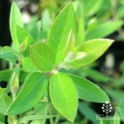 Grevillea Canterbury Gold 21 Grevillea Canterbury Gold -Green Plant Corner apo grevillea canterbury gold new shoot