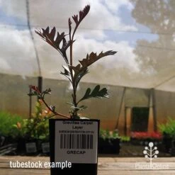 Grevillea Carpet Layer -Green Plant Corner apo grevillea carpetlayer tubestock