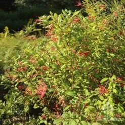 Grevillea Deua Flame -Green Plant Corner apo grevillea deua flame bush nursery