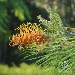 Grevillea Honey Gem -Green Plant Corner apo grevillea honey gem nursery dam