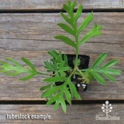 Grevillea Lemon Baby -Green Plant Corner apo grevillea lemon baby tubestock top