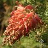 Grevillea Little Robyn 2 Grevillea Little Robyn -Green Plant Corner apo grevillea little robyn sunshine