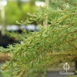 Grevillea Mini Marvel -Green Plant Corner apo grevillea mini marvel weeping