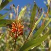 Grevillea Orange Marmalade -Green Plant Corner apo grevillea orange marmalade blue sky