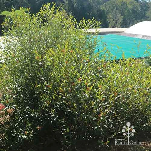 Grevillea Orange Marmalade 21 Grevillea Orange Marmalade - Image 19