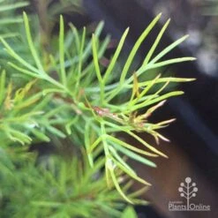 Grevillea Silk Carpet -Green Plant Corner apo grevillea pinaster new foliage