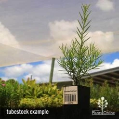 Grevillea Pink Pearl -Green Plant Corner apo grevillea pink pearl tubestock