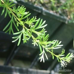 Grevillea Red Wings -Green Plant Corner apo grevillea red wings stem