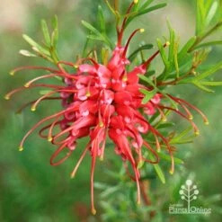 Grevillea Red Wings -Green Plant Corner apo grevillea red wings winter