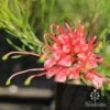 Grevillea Silk Carpet -Green Plant Corner apo grevillea silk carpet flower