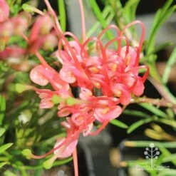 Grevillea Silk Carpet -Green Plant Corner apo grevillea silk carpet flower open