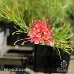 Grevillea Silk Carpet -Green Plant Corner apo grevillea silk carpet tubestock
