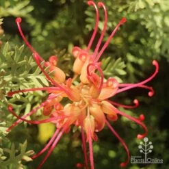 Grevillea Soopa Doopa -Green Plant Corner apo grevillea soopa doopa flower