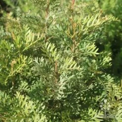 Grevillea Soopa Doopa -Green Plant Corner apo grevillea soopa doopa foliage2