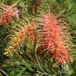 Grevillea Strawberry Pops 28 Grevillea Strawberry Pops -Green Plant Corner apo grevillea strawberry pops flowers