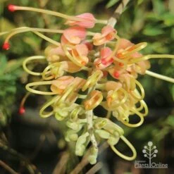 Grevillea Strawberry Sundae -Green Plant Corner apo grevillea strawberry sundae opening