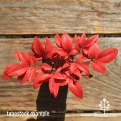 Nandina Gulf Stream 15 Nandina Gulf Stream -Green Plant Corner apo gulf stream winter colour tubestock